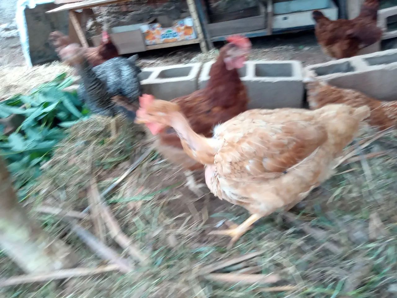 4 Galinhas Caipira Pesadão Acima de 3 kg