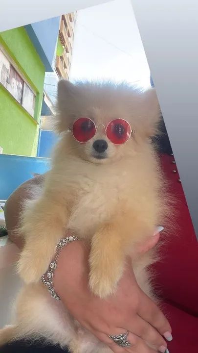 Mega promoção de Spitz alemão macho com 3 dose de vacina!!$1.200,00