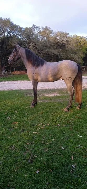 Cavalo Mangalarga Marchador puro registrado  - Foto 2