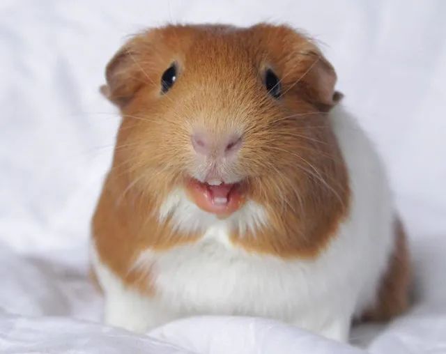 porquinho da india - Foto 5