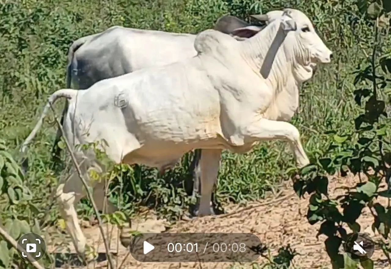 Touro nelore. - Foto 2