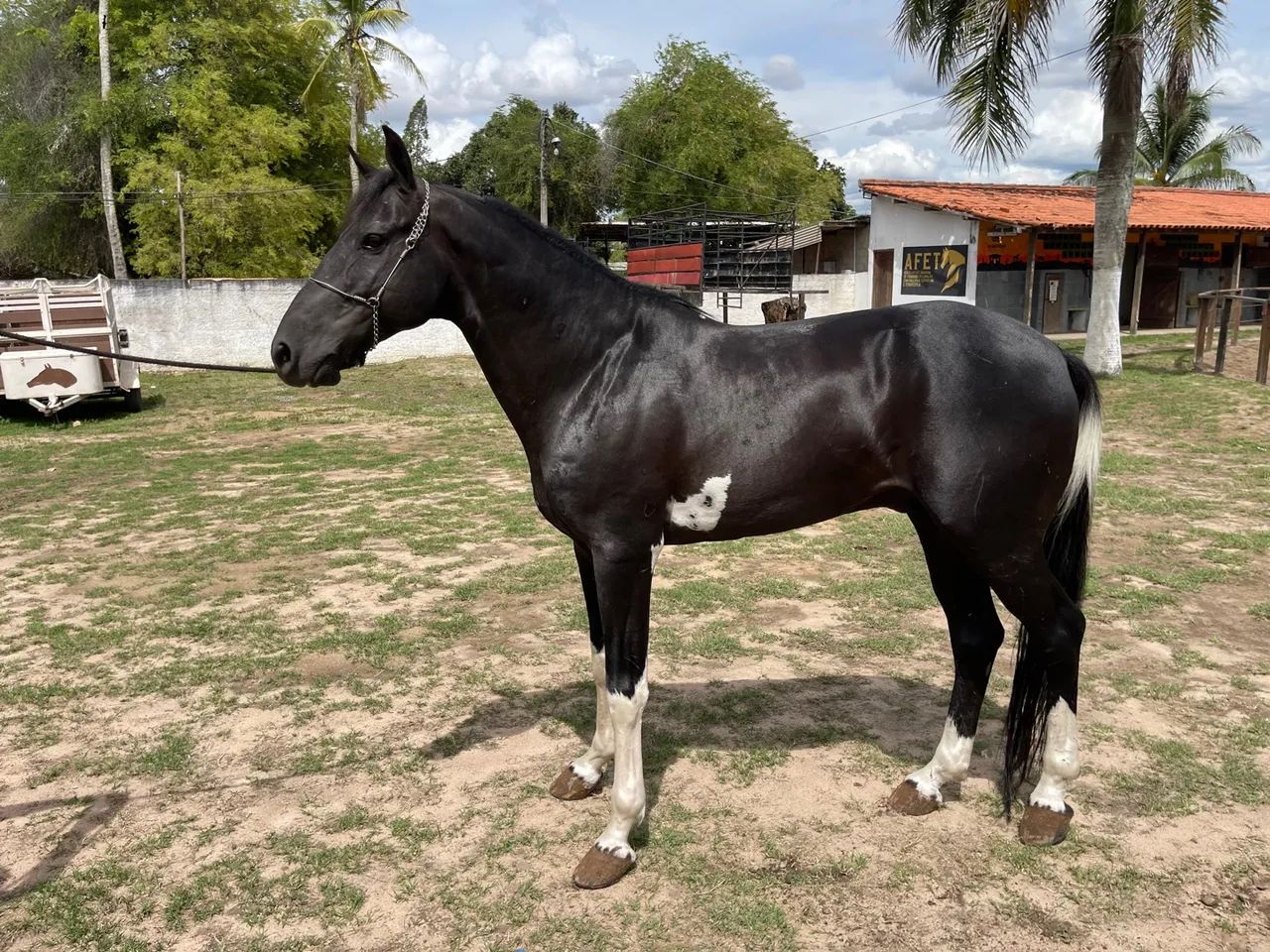 VENDO LINDO CAVALO PAMPA DE PRETO