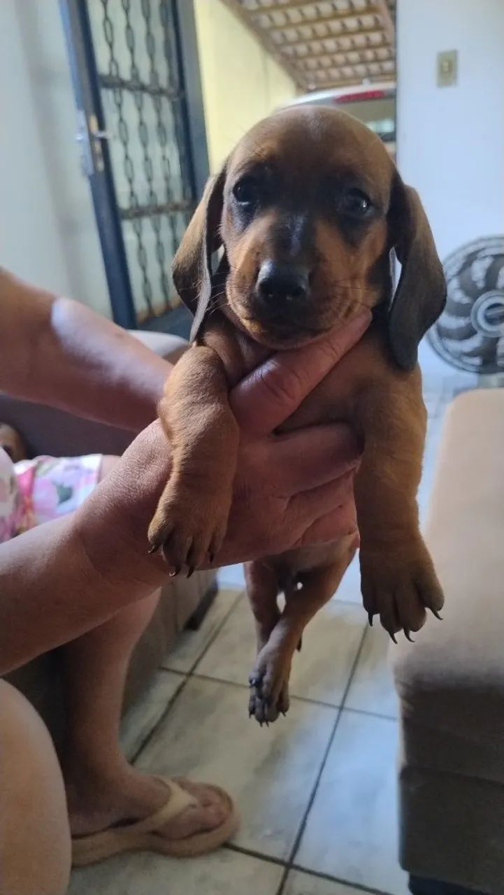 Filhotes de Dachshund disponíveis - Foto 2