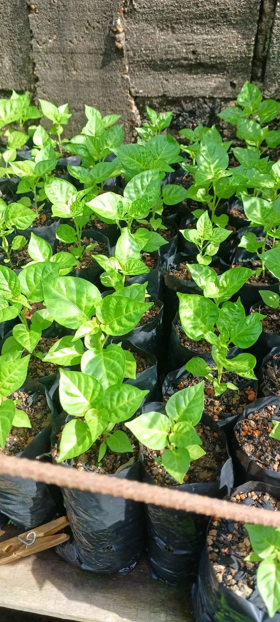 Mudinhas de Pimenta em Sacola - Cultive seu tempero! - Foto 2