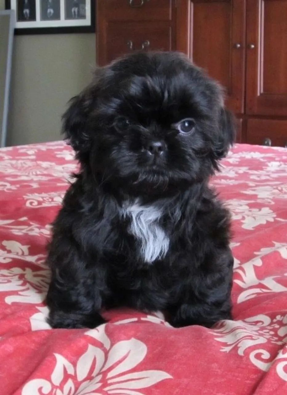 Shih Tzu Macho 