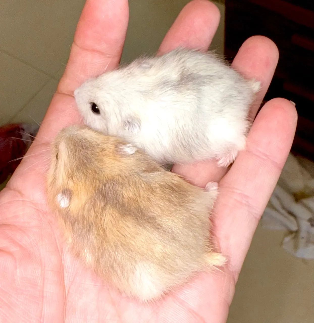 Hamster Anão Russo - Foto 6