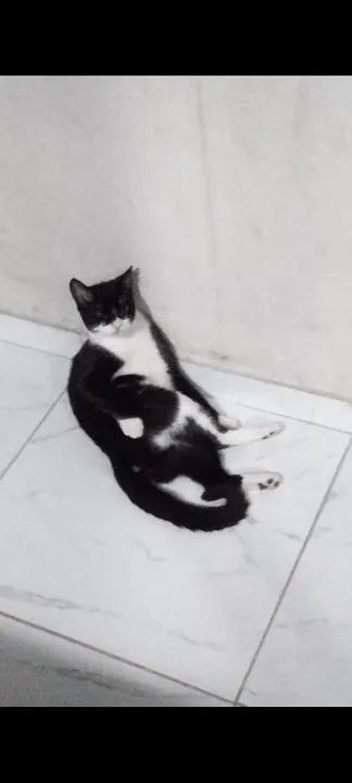 Gato preto e branco/ frajola -para adoção - Foto 2