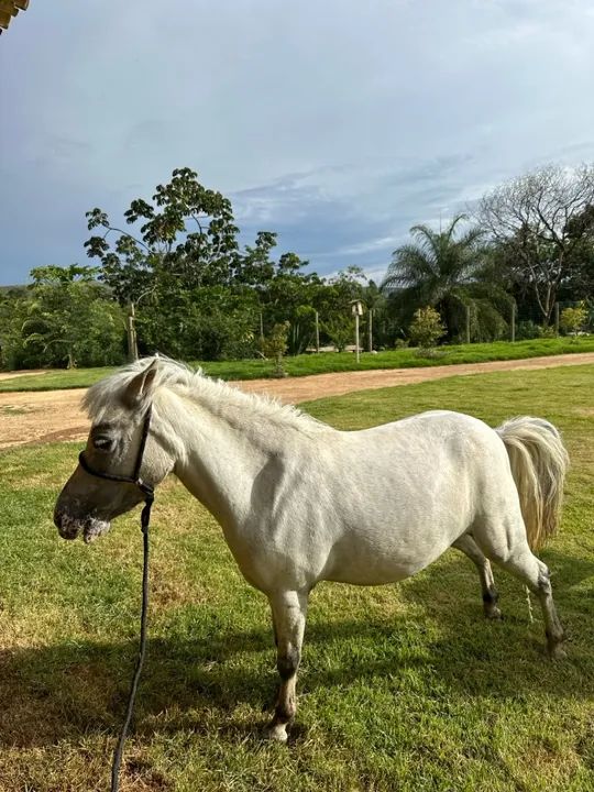 Casal de mini pôneis  - Foto 4