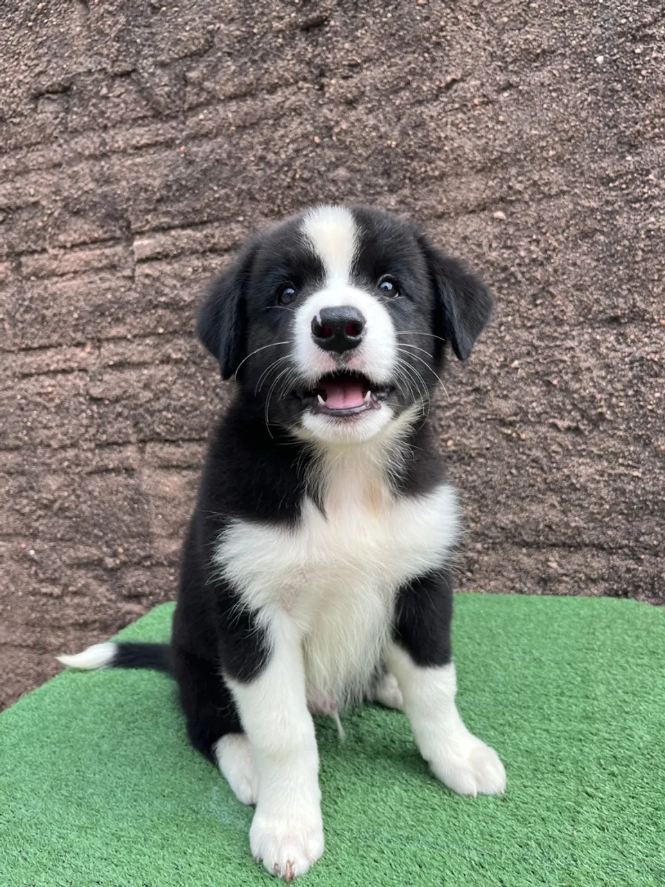 Filhote Border collie macho