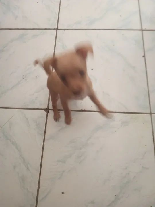 Filhote de Pincher fêmea baixou o preço pra vender logo de 350 por 250