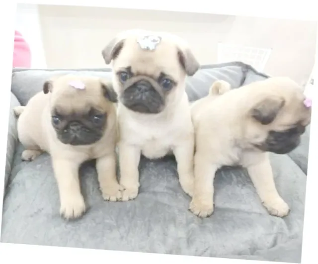 Pug Carinhosos, sociáveis e prontos para sua família