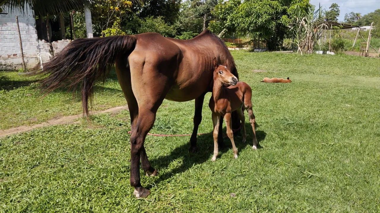 EGUA + POTRO PURO QUARTO DE MILHA - Foto 3