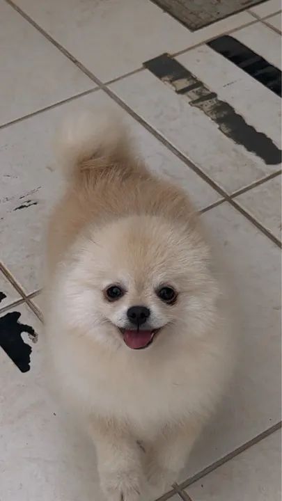 Vendo filhote de spitz 8 meses cor creme, com pedigree em mãos. 