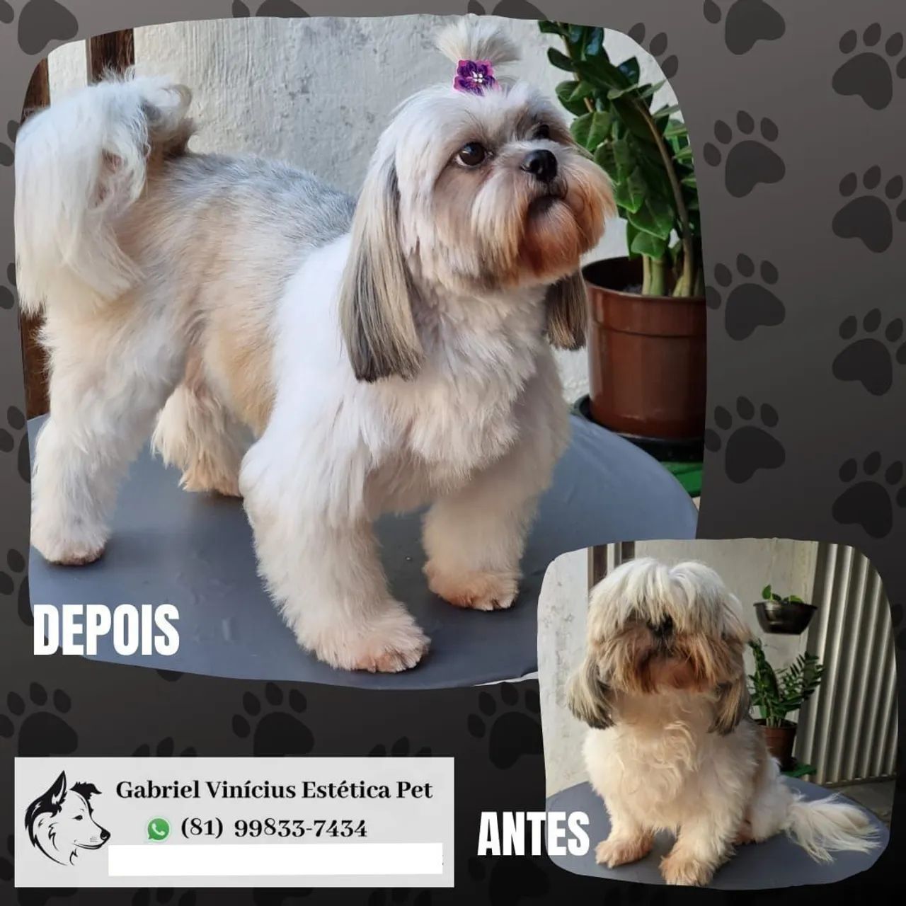 Banho e Tosa em domicílio  - Foto 2