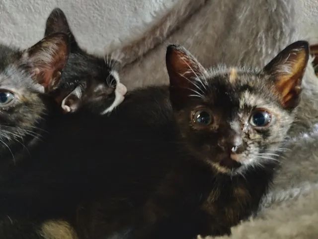 Doa filhotes de gato