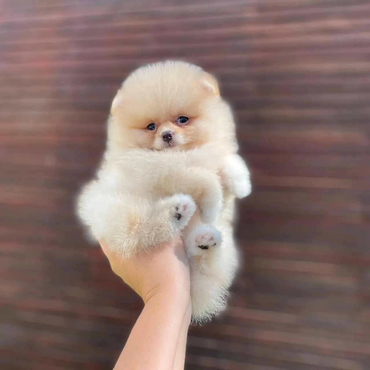 Lindos Filhotes ANÕES Lulu da Pomerânia