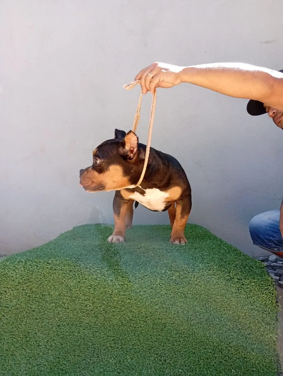 Filhote de American Bully Disponível