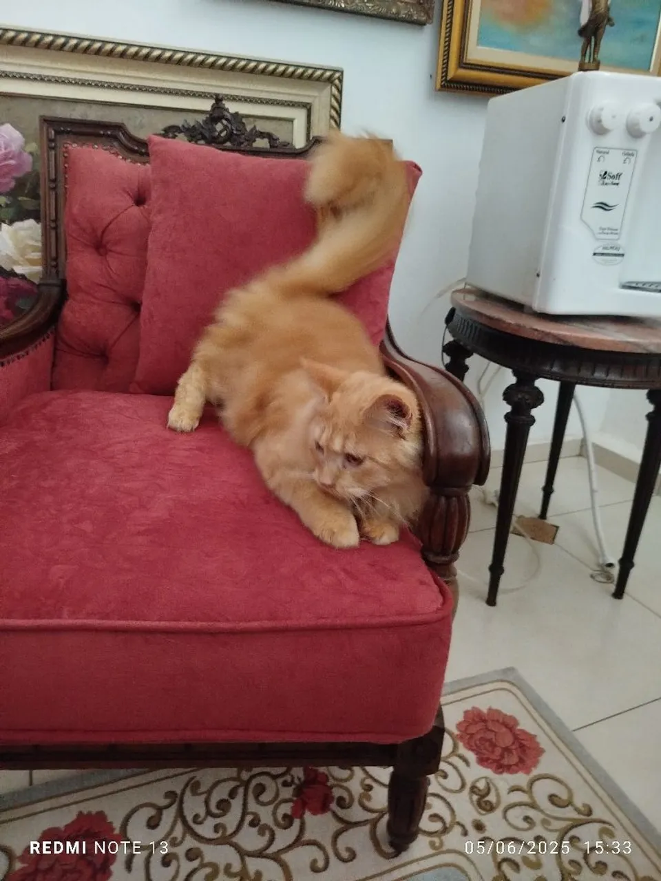 B.B.Maine Coon