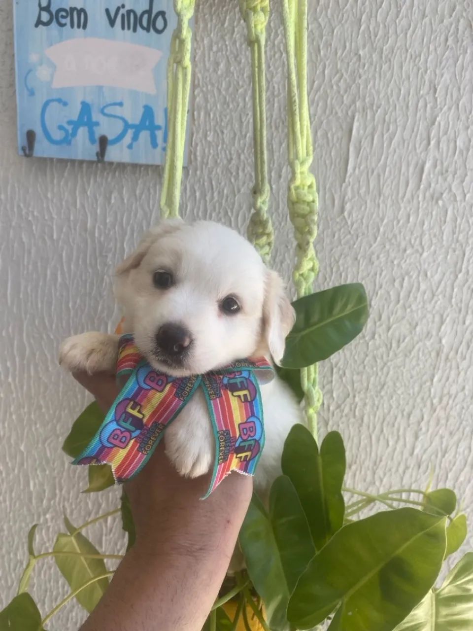 Filhote de cachorro branco maltipoo fêmea caminha brinde zap (85)99990.2592
