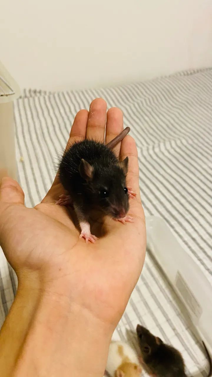 Filhotes de rato Twister / Mercol 