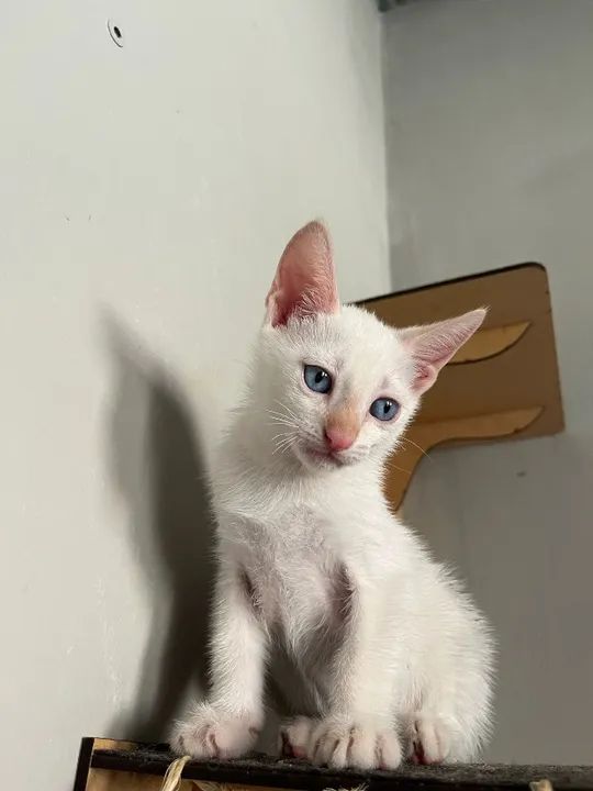 Casal de gatinhos cinza e branco - 2 meses, castração e vacinas garantidas para doação - Foto 5