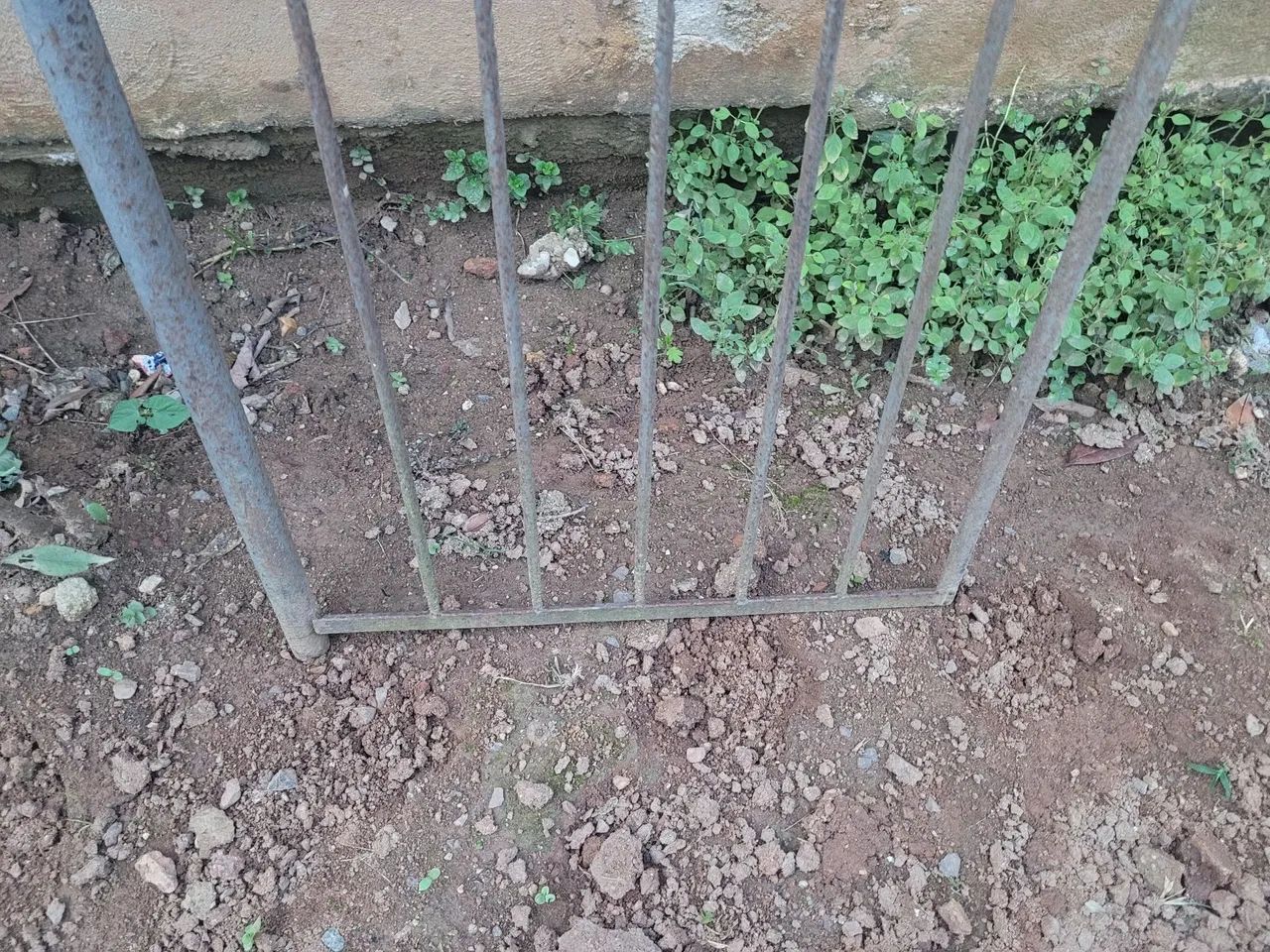 Portão de Ferro Usado 1.56 X 58 - Foto 3