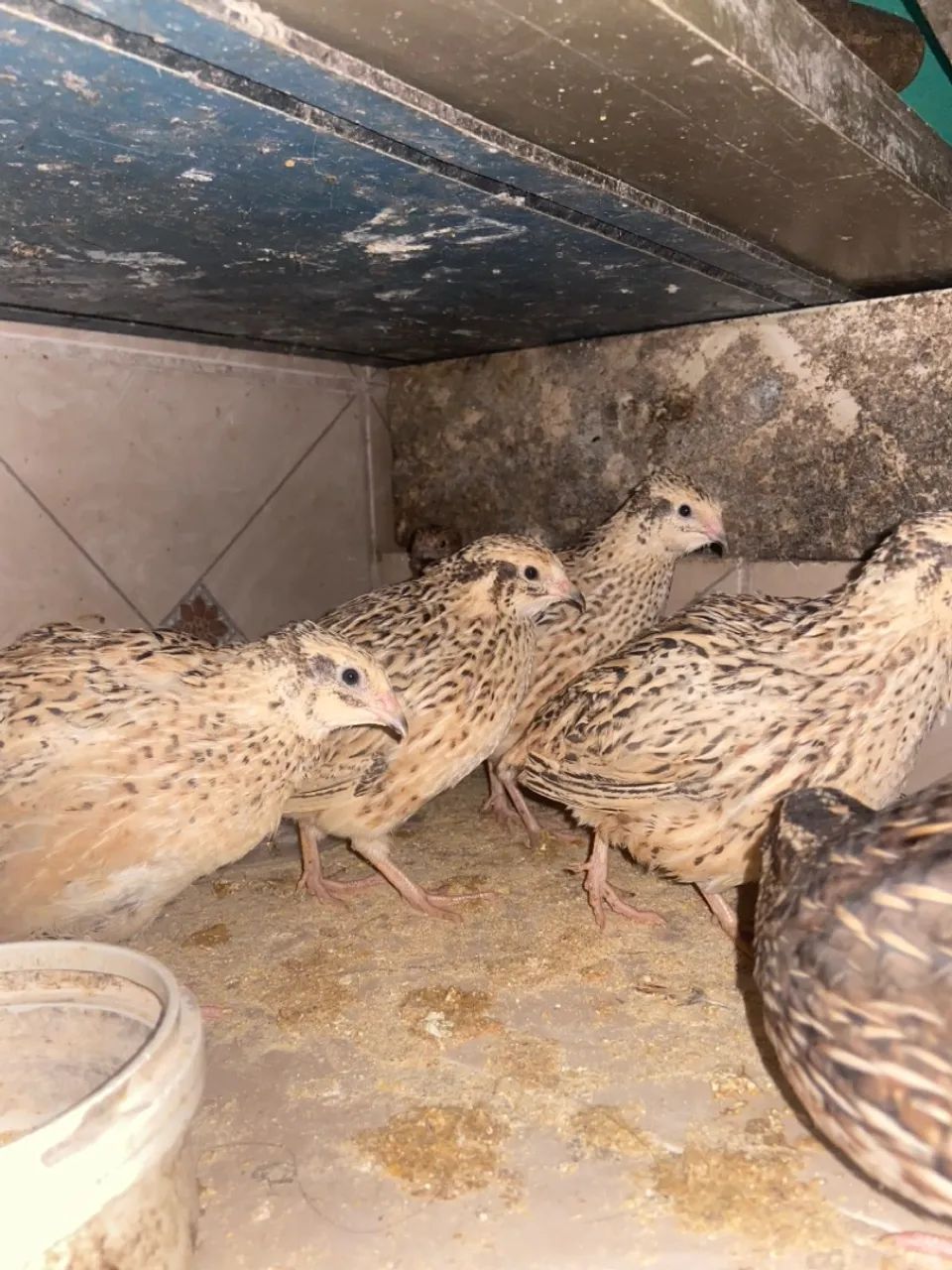 VENDO CODORNAS - Foto 4