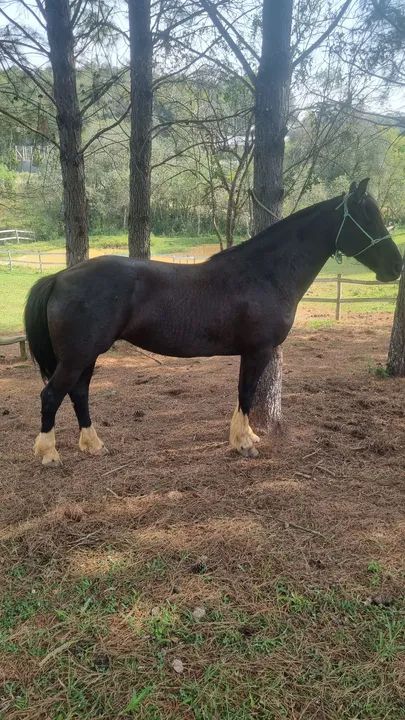 Torrando linda Picassa - Foto 3