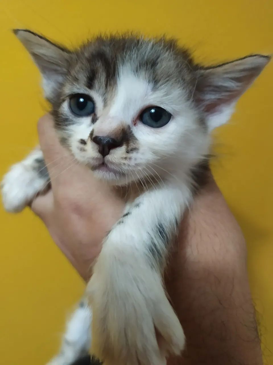 Doação de felinos - Foto 3