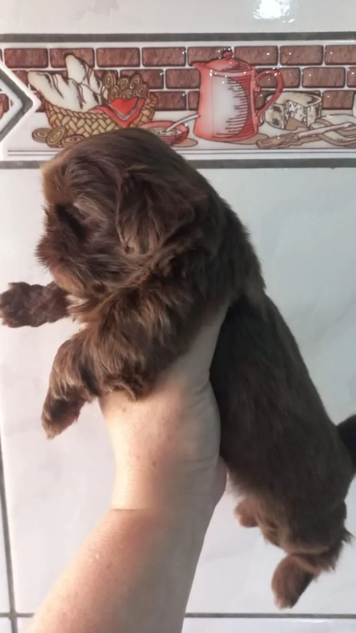 Filhote de Shih Tzu Macho e Fêmea- Pelúcia Marrom!