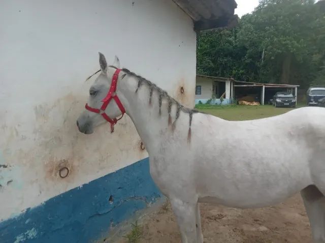 Puro Sangue Árabe  - Foto 2