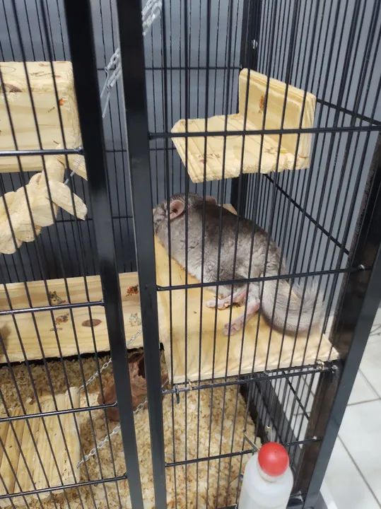 Chinchila + Gaiola  - Foto 3