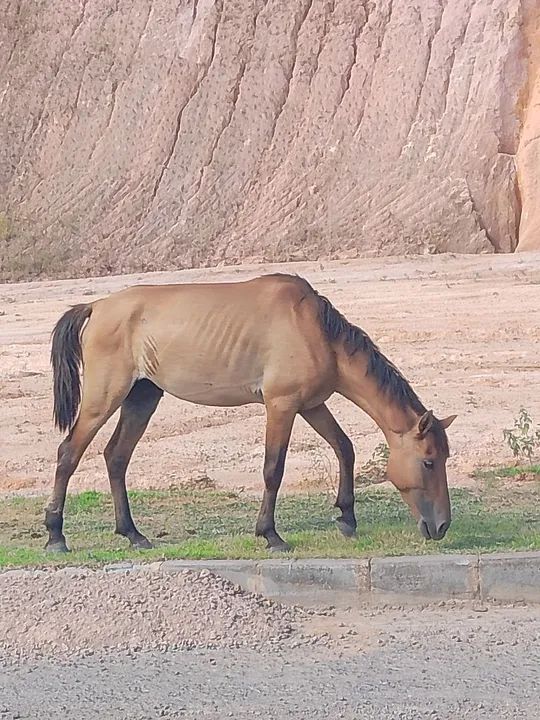 Cavalo inteiro marcha picada 
