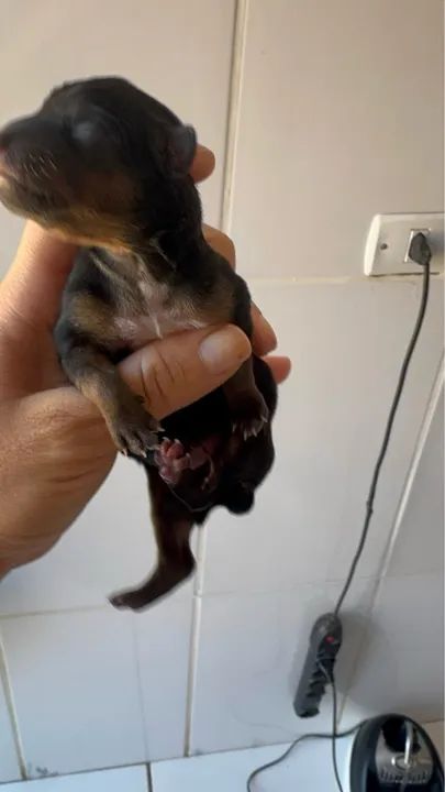 Pinscher Zero