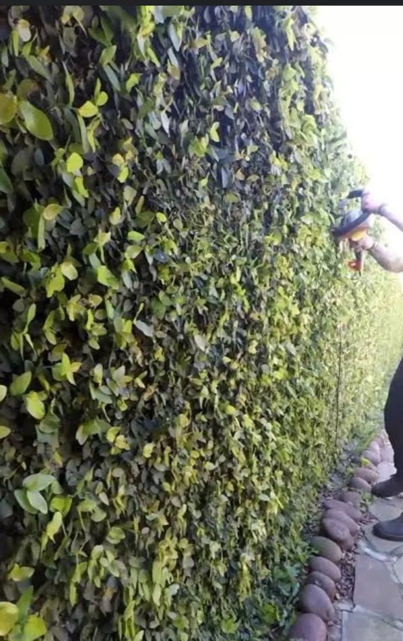 Serviços de jardinagem e limpeza de terrenos  - Foto 3