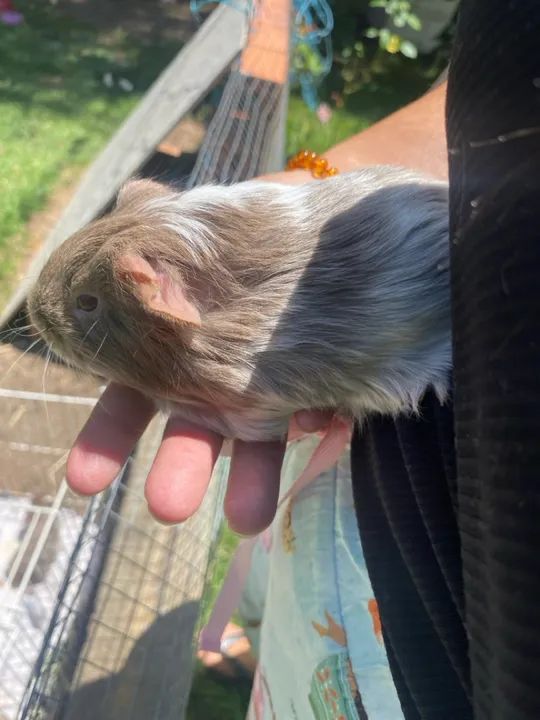 Porquinho da índia  - Foto 4