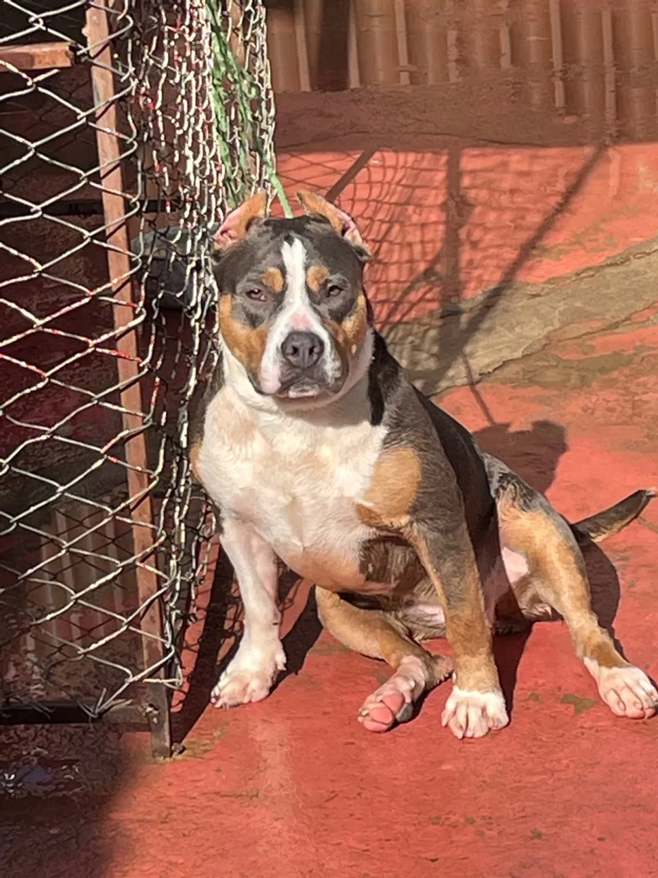American bully