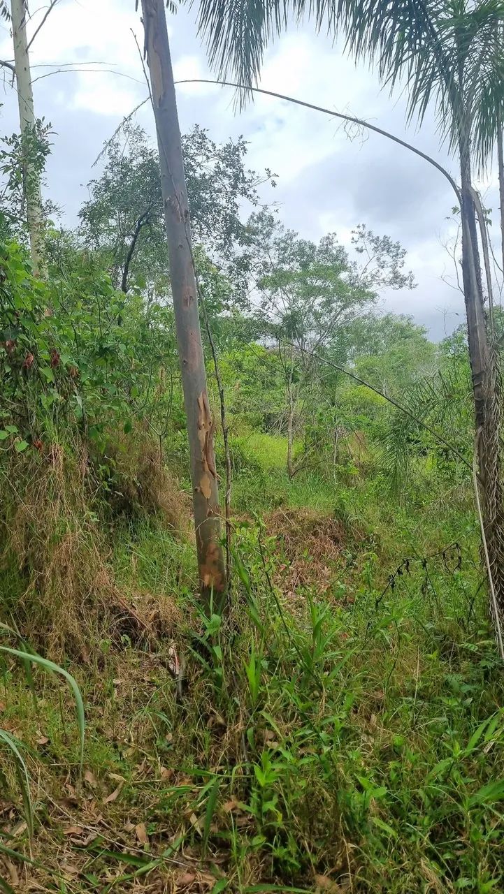 Mini sítios em localização privilegiada: acesso fácil a 4km de Taquara e 7km de Igrejinha  - Foto 6
