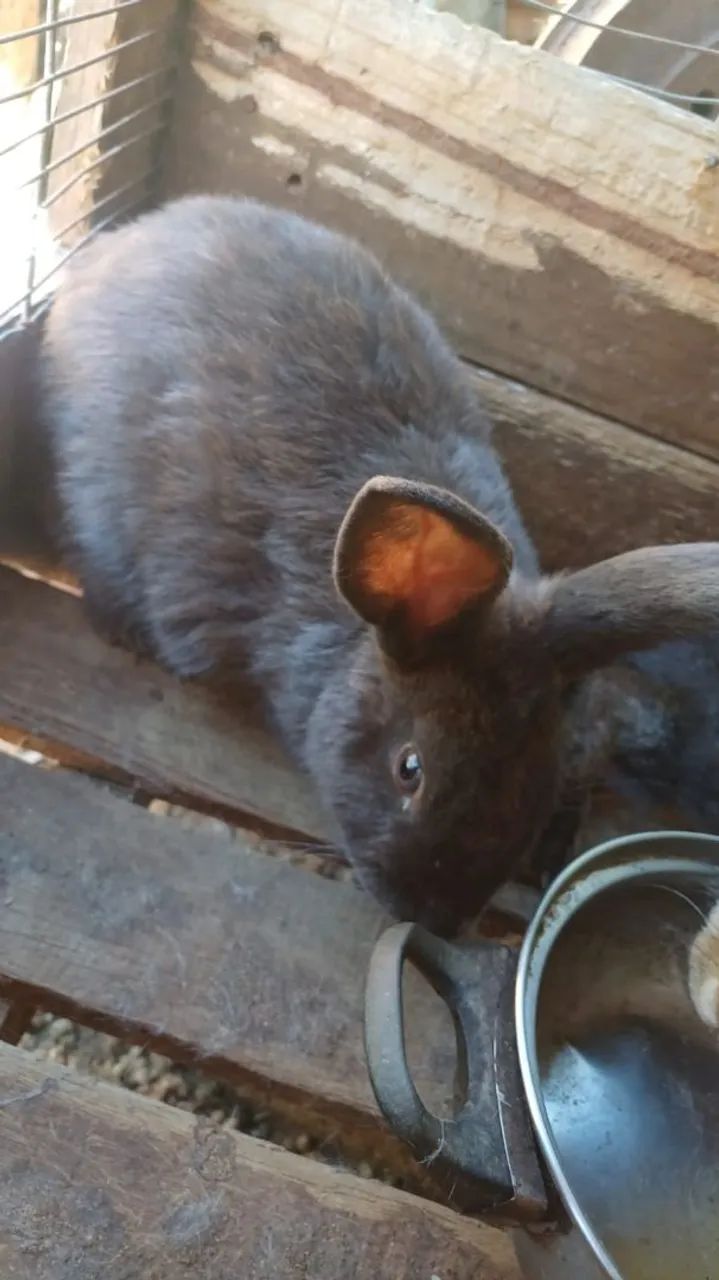  coelhos fofinhos  - Foto 3