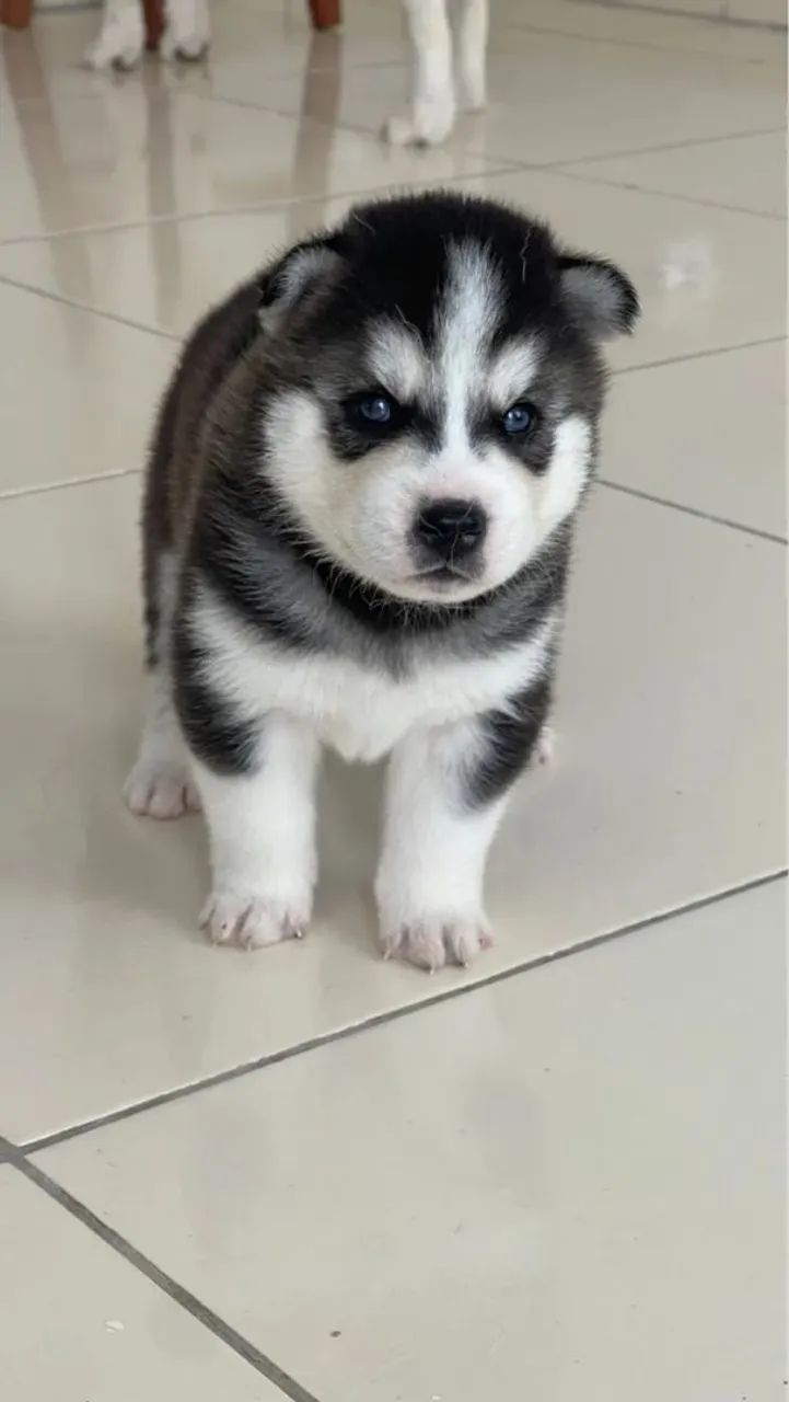 Kerala Olx Siberian Husky Puppies For Sale Olx Husky Dog Rate In