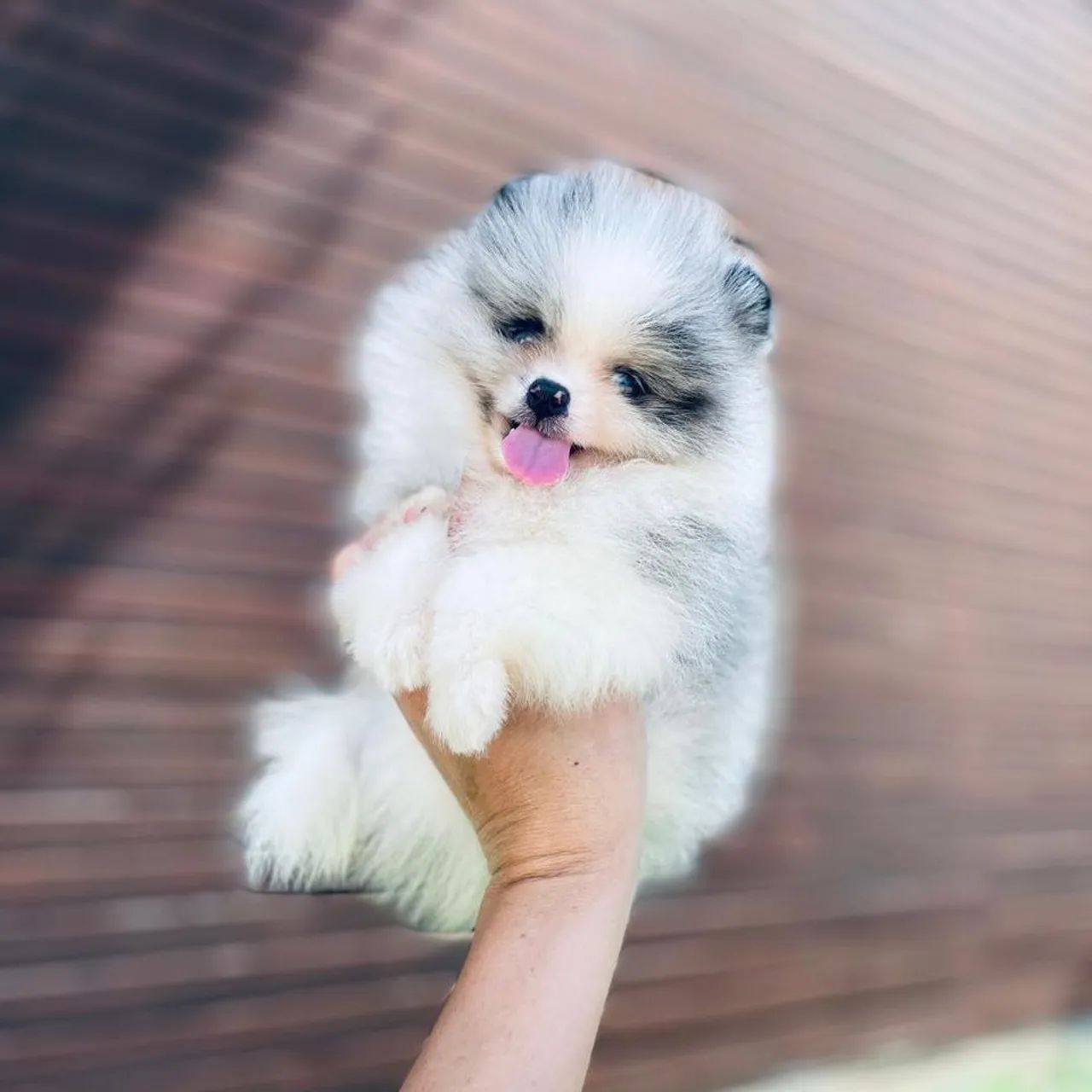 Ursinho Merle com Olhos Azuis Lulu da Pomerânia 