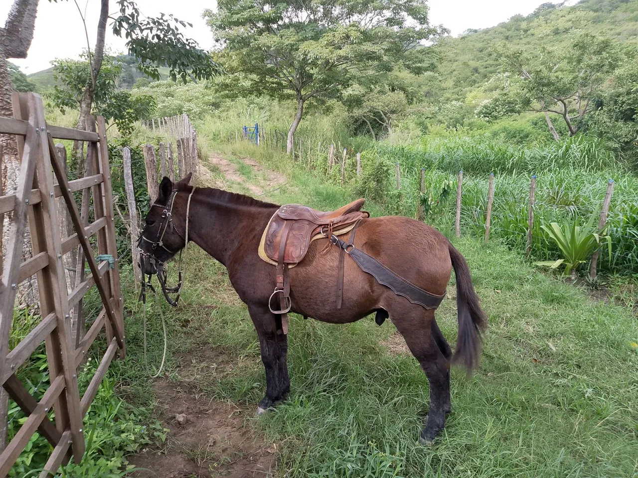 Burro para todo tipo de trabalho