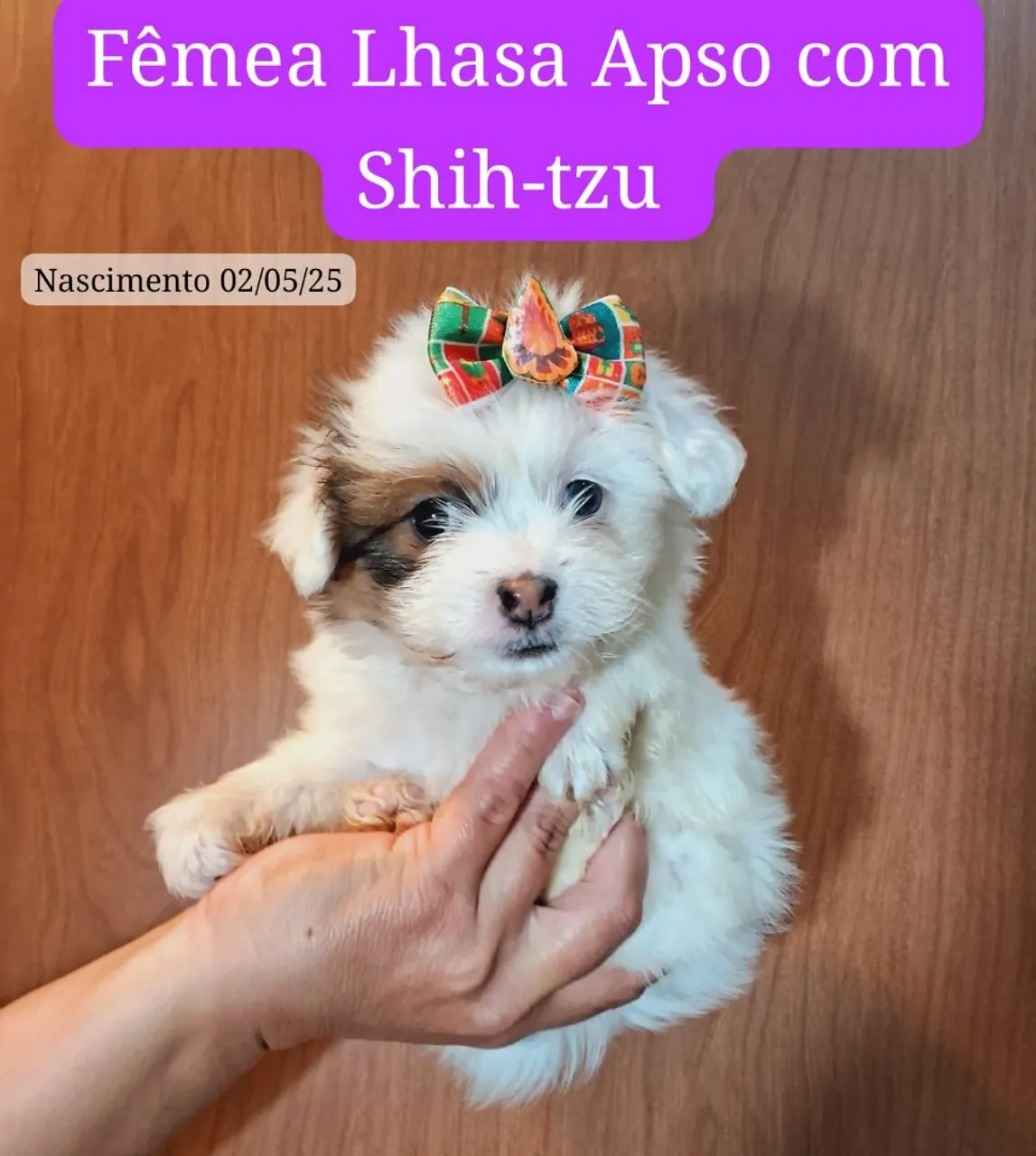 Lhasa e Shih Tzu