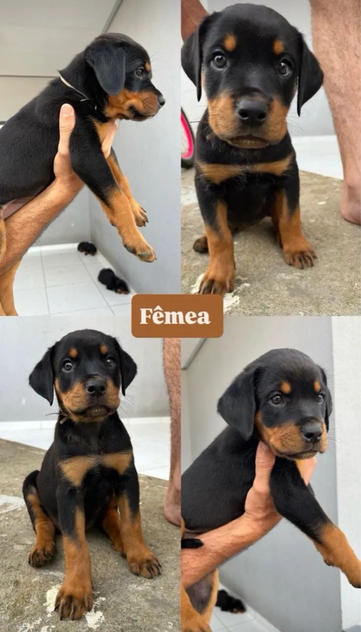 Filhote de Rottweiler - Foto 2