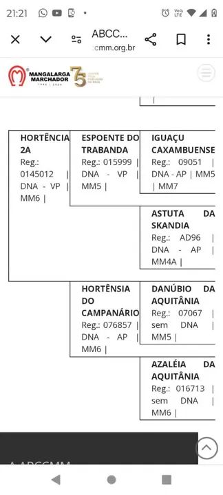 POTRA PRETA REGISTRADA  - Foto 4