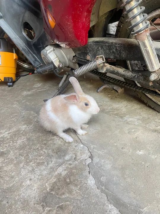 Coelhinho fofinho disponível para adoção - Foto 5