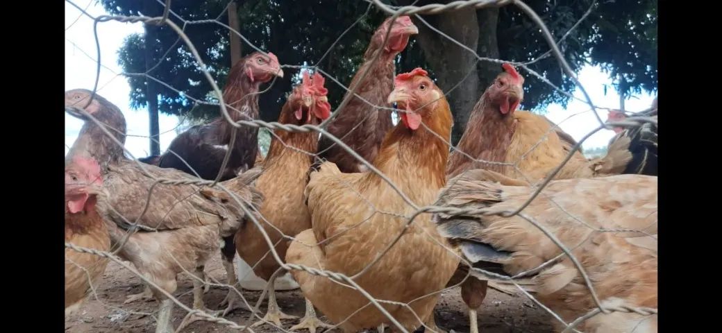 Vendo galinha melhorada e frango caipira em Abadia de Goiás 