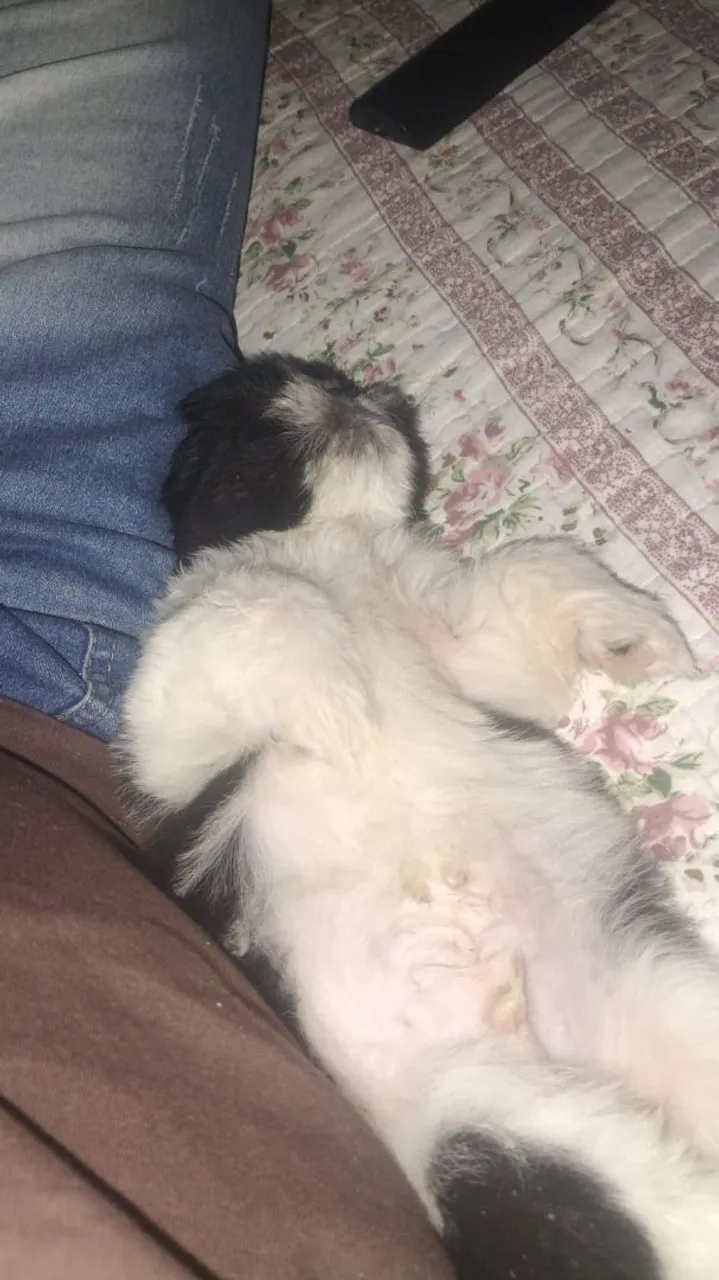 Vendo Filhote de Shih Tzu Macho