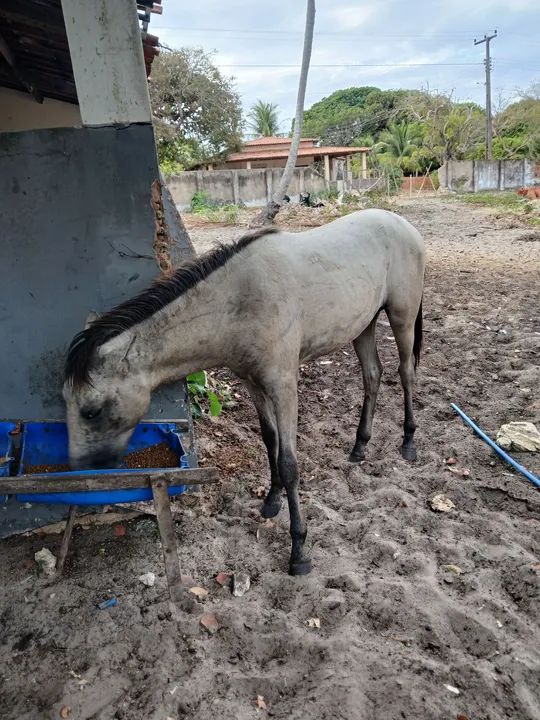 Sela de Cavalo - Usada - Foto 6
