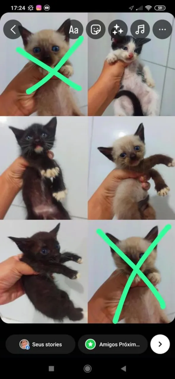 Gatinhos